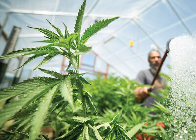 Hemp plants growing in a greenhouse